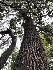 Quercus similis