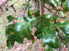 Quercus similis