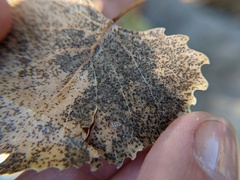 Diplocarpon