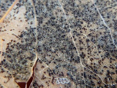 Diplocarpon
