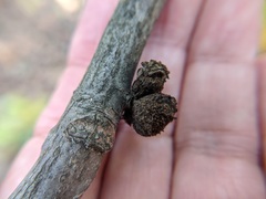 Phylloxera spinosa
