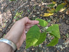 Phylloxera spinosa