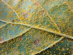 Phragmidium rubi-idaei