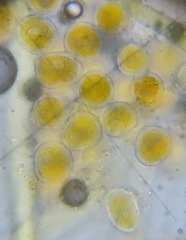 Phragmidium rubi-idaei