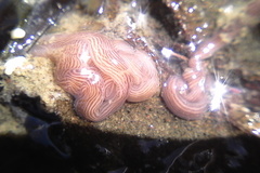 Baseodiscus delineatus