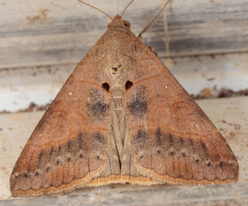 Small Mocis Moth photo 6
