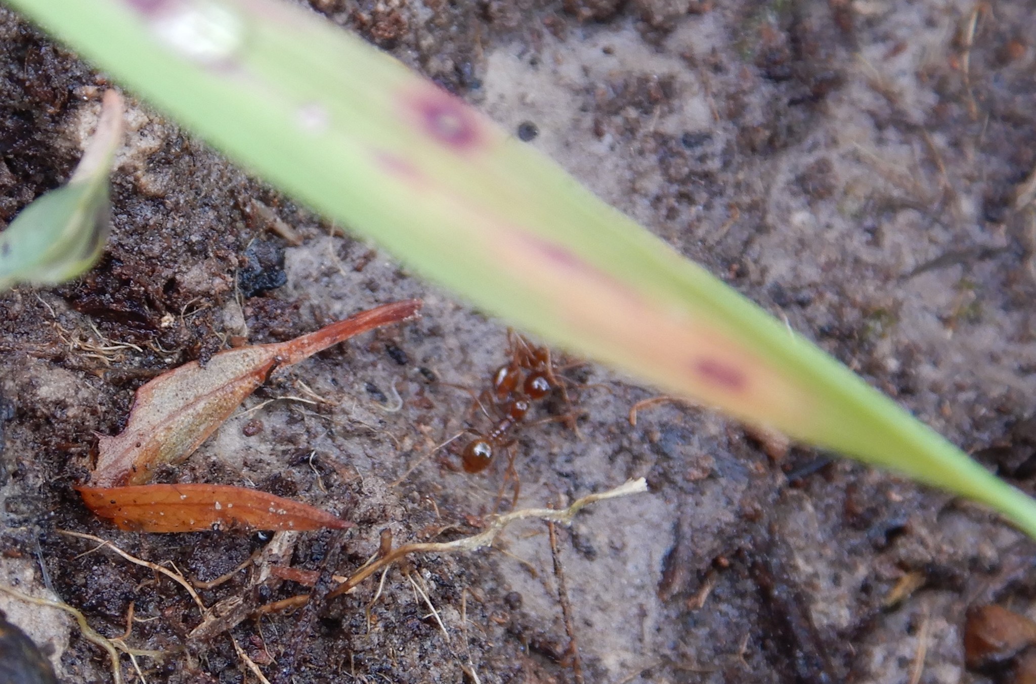 Aphaenogaster longiceps
