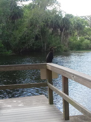 Anhinga