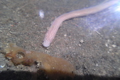 Baseodiscus delineatus
