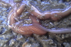 Baseodiscus delineatus