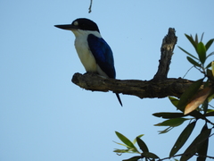 Todiramphus macleayii macleayii