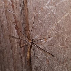 Tricyphona