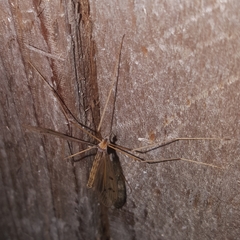 Tricyphona