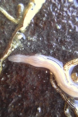 Baseodiscus delineatus