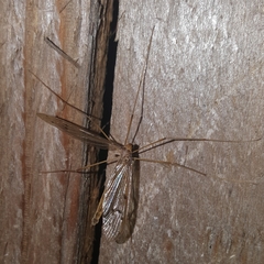 Tricyphona