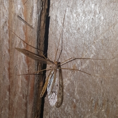 Tricyphona