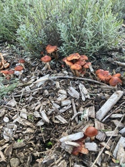Leratiomyces ceres
