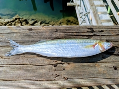 Atherinops affinis