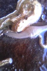 Baseodiscus delineatus