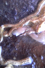 Baseodiscus delineatus