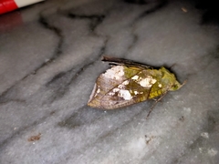 Eudocima hypermnestra