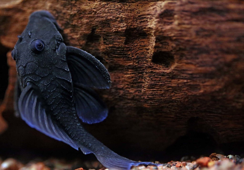 Blue Panaque