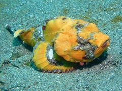 Scorpaenopsis macrochir