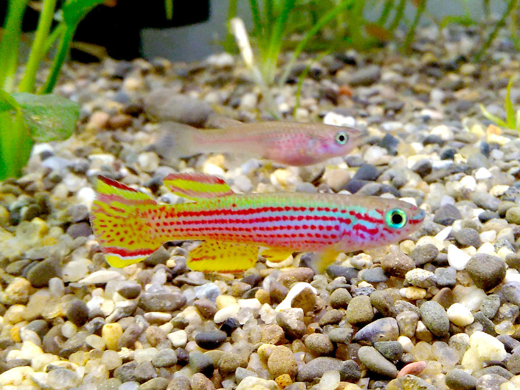 Killi rayé (Aphyosemion striatum)