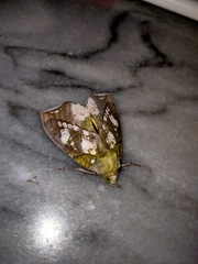 Eudocima hypermnestra