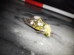 Eudocima hypermnestra