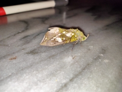 Eudocima hypermnestra