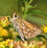 Common Branded Skipper - Photo (c) Denis Doucet, some rights reserved (CC BY-NC), uploaded by Denis Doucet
