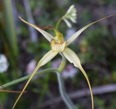 Caladenia fragrantissima
