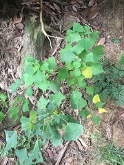 Triadica sebifera