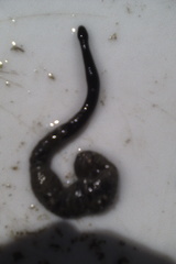 Cerebratulus macrostomus