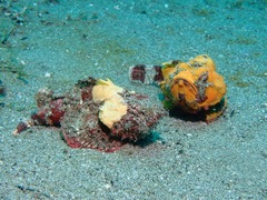 Scorpaenopsis macrochir