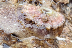 Amblychilepas nigrita