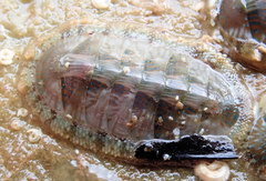 Ischnochiton smaragdinus