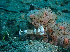 Ancylomenes magnificus