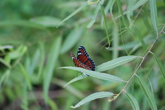 Limenitis archippus floridensis