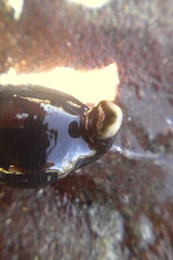 Cerebratulus macrostomus