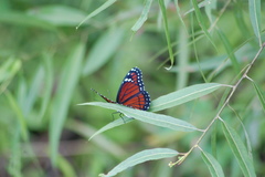 Limenitis archippus floridensis