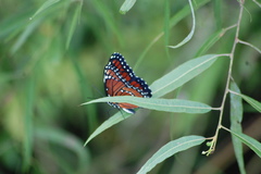 Limenitis archippus floridensis