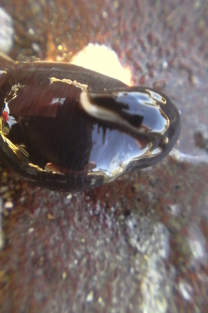 Cerebratulus macrostomus