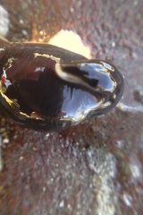 Cerebratulus macrostomus