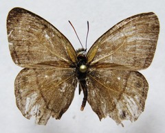 Cissia pompilia