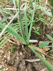 Hippeastrum striatum