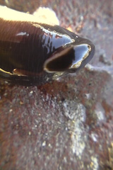 Cerebratulus macrostomus