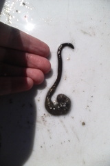 Cerebratulus macrostomus