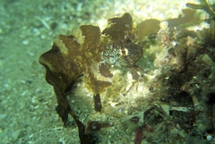 Cristiceps aurantiacus